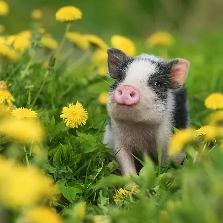 Zellrooms Διαμέρισμα *